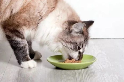 猫吃白瓜,白瓜成为猫咪新宠